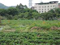 民法典中农村土地所有权如何转移