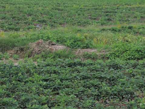 国家征收土地钱归村委会所有吗