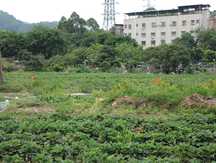 小区居民在小区绿地种菜怎么办