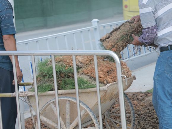 绿化工程施工方案