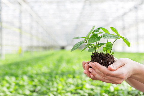 植物新品种权的申请流程是怎样的