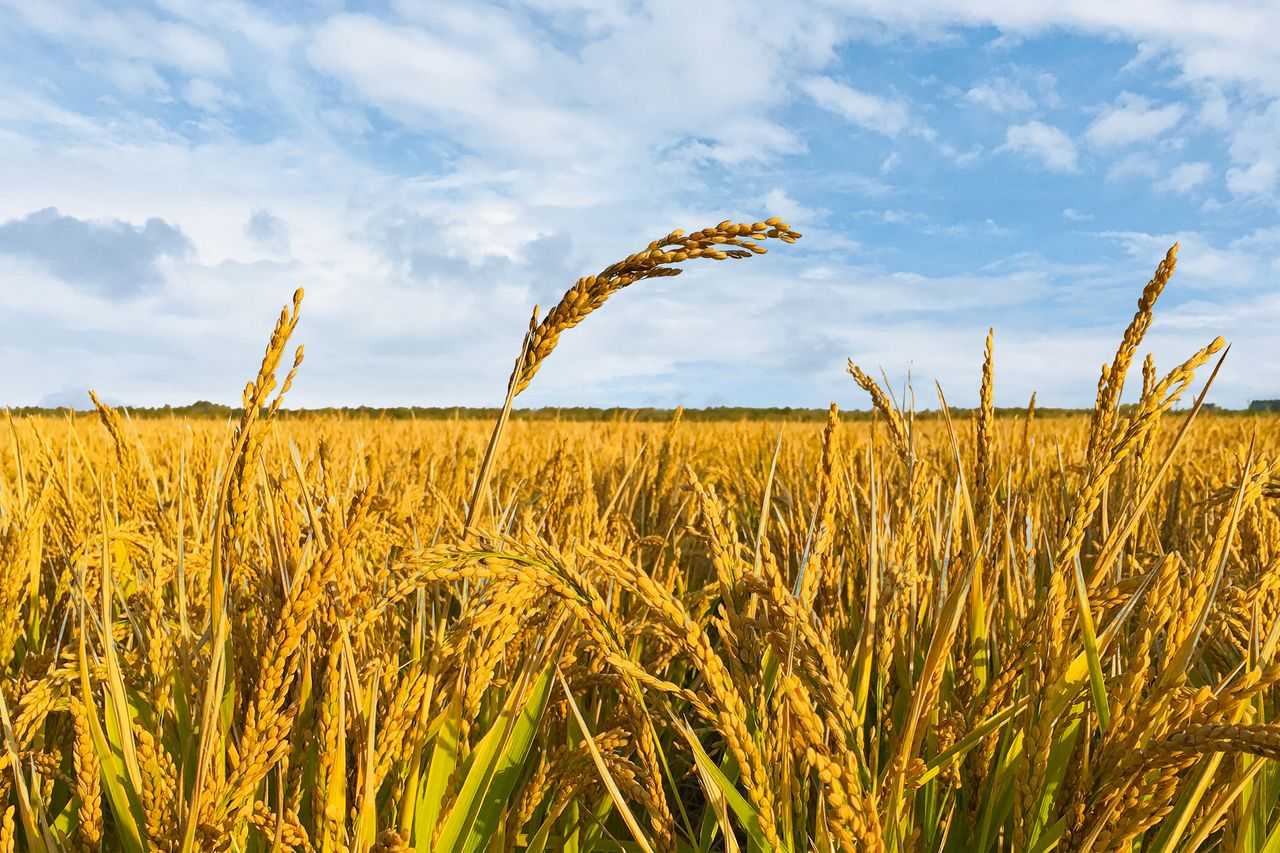 国家发的粮食补贴到底给谁的