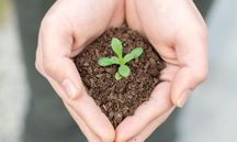 如何申请植物新品种权