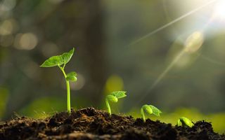 授予植物新品种权的法定条件有哪些