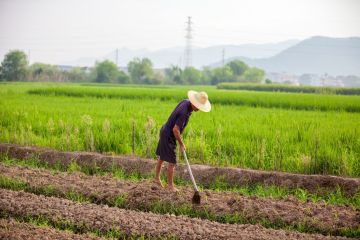 农村的外嫁女可以得到征地补偿吗