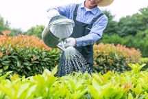 金银花国家补贴费多少